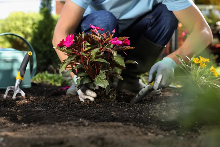 Perennial and Annual Flower Planting