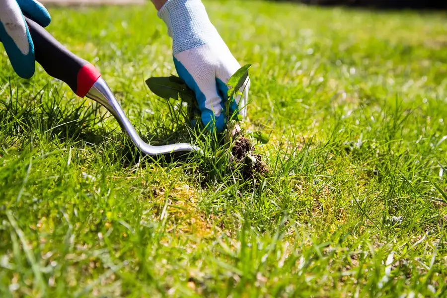 Weed Control Services